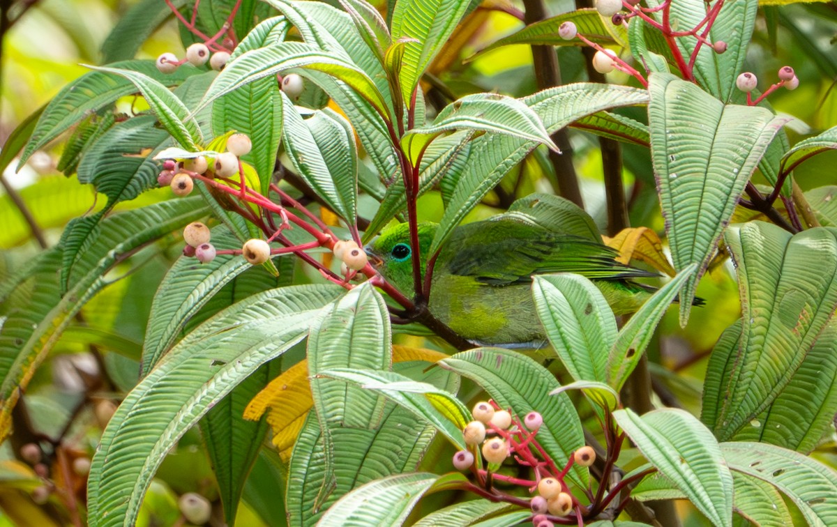 Blue-naped Chlorophonia - ML643391781