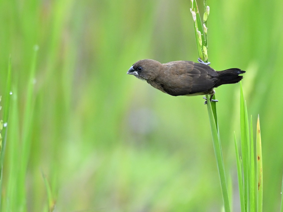 Javan Munia - ML643391811