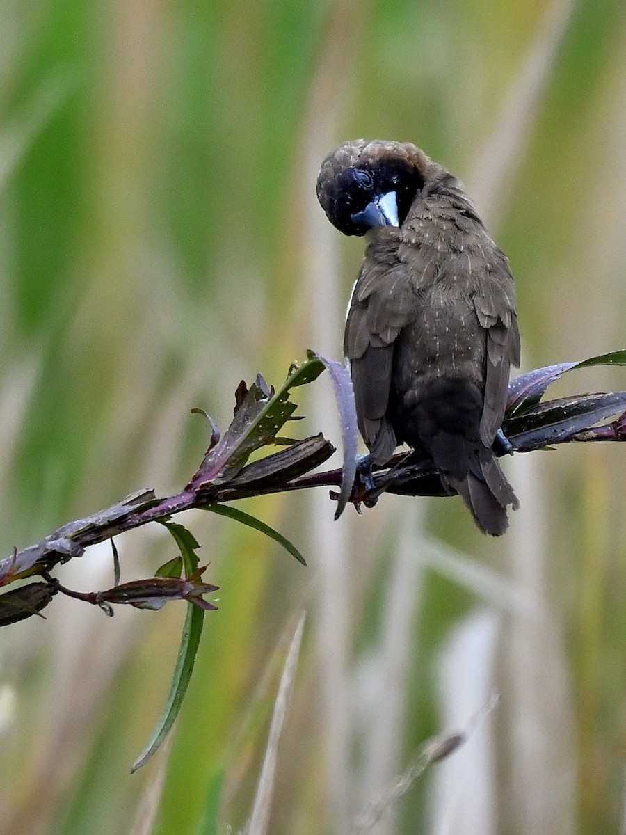 Javan Munia - ML643391812