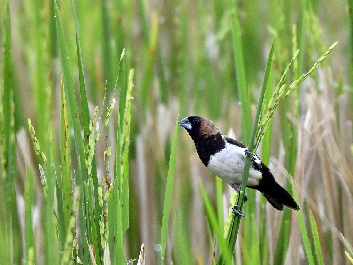 Javan Munia - ML643391813