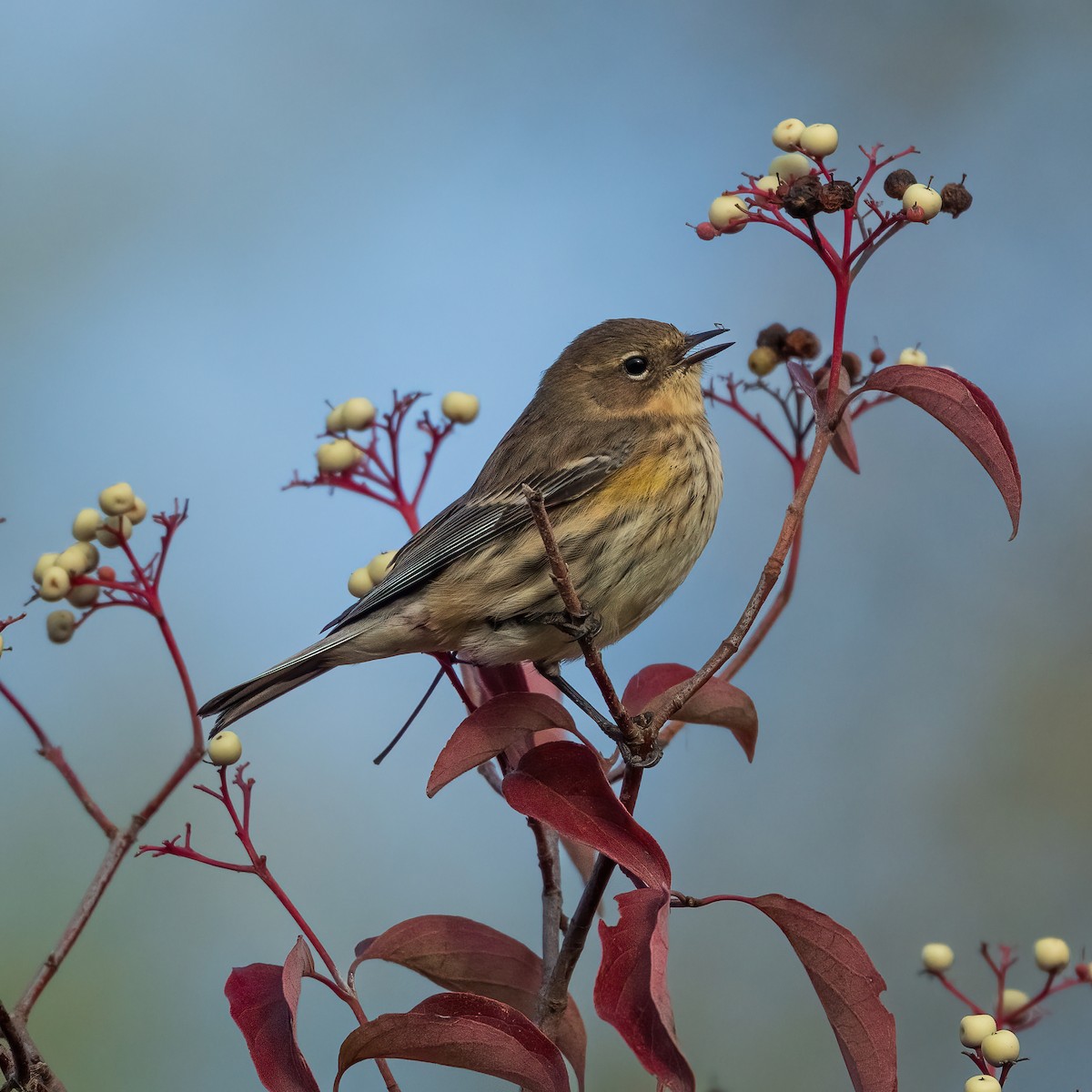 Yellow-rumped Warbler - ML643391820