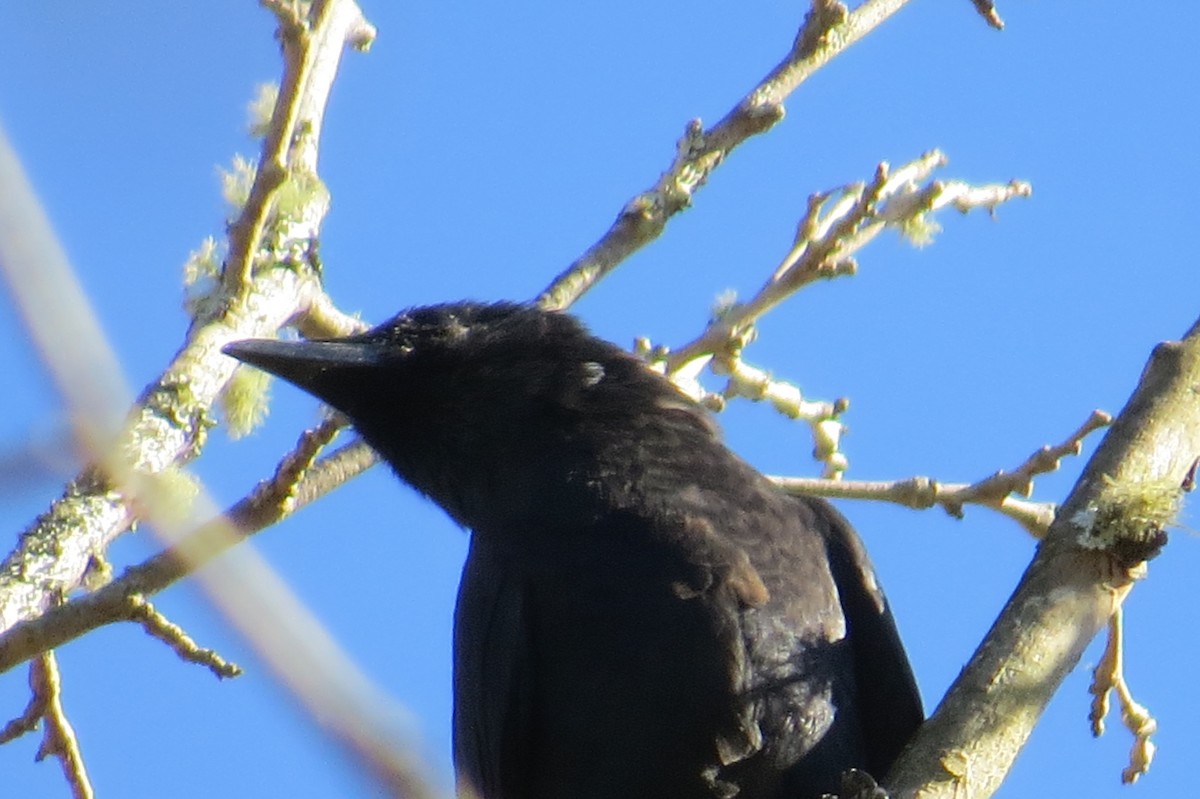 Fish Crow - ML643391829