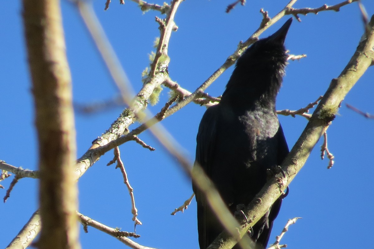 Fish Crow - ML643391860