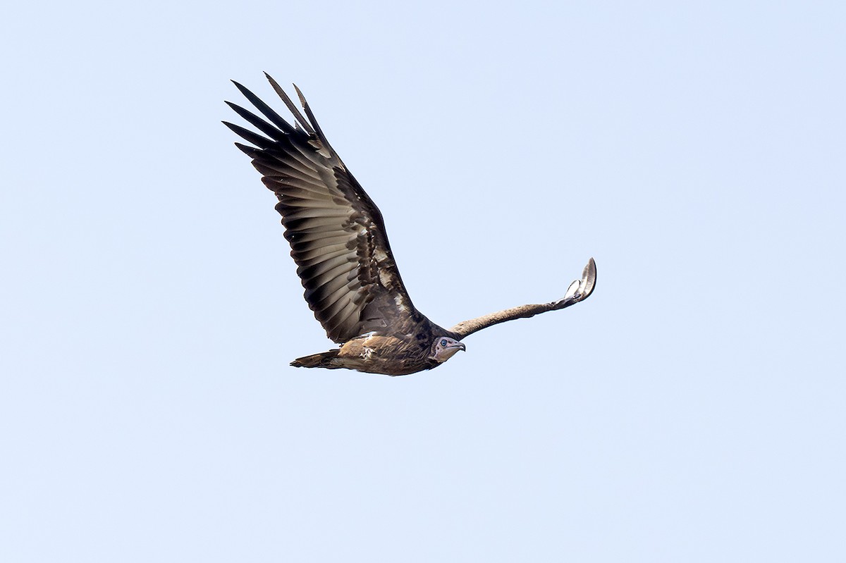 Keşiş Akbabası - ML643391884