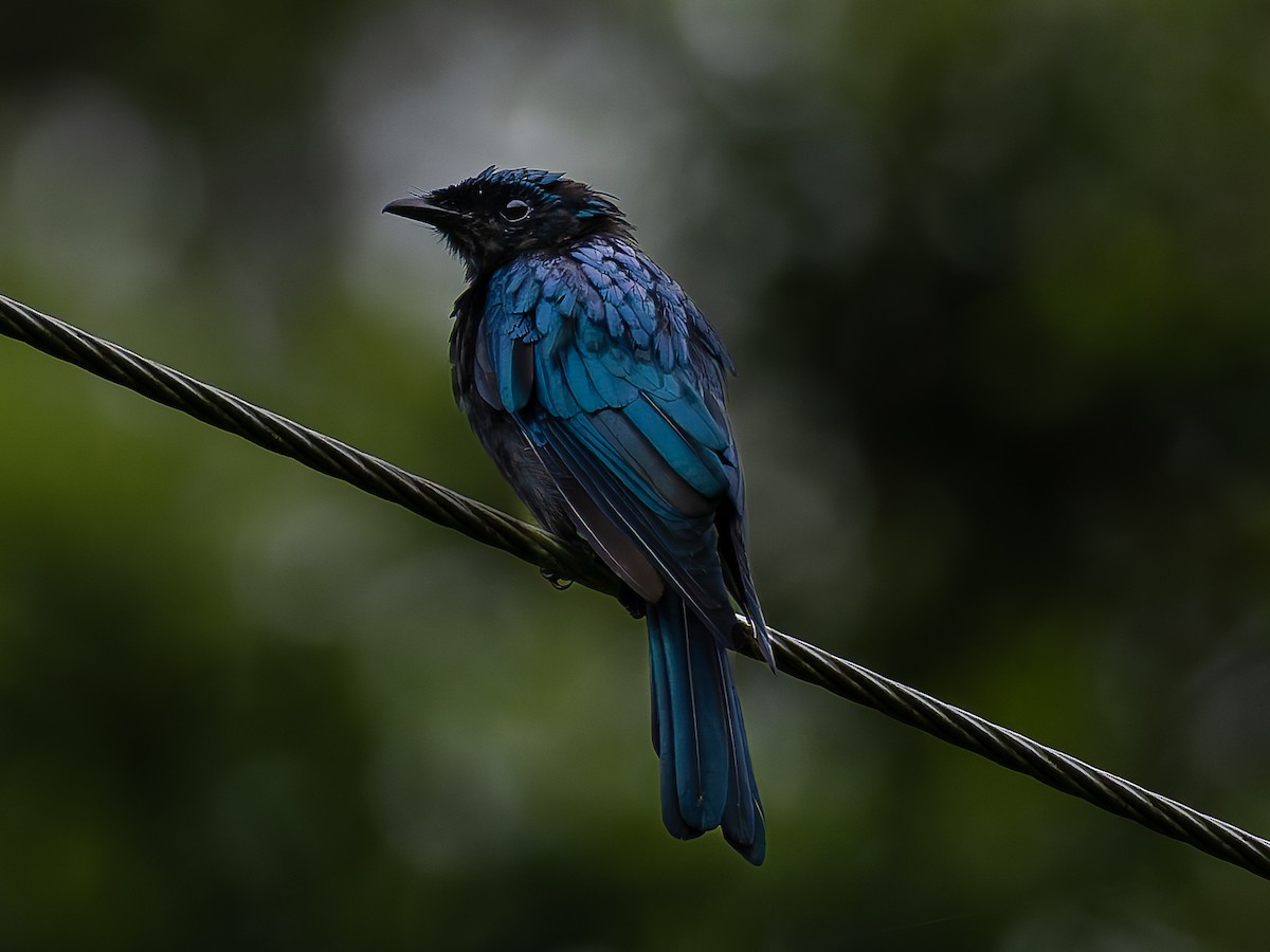 Bronzed Drongo - ML643391912