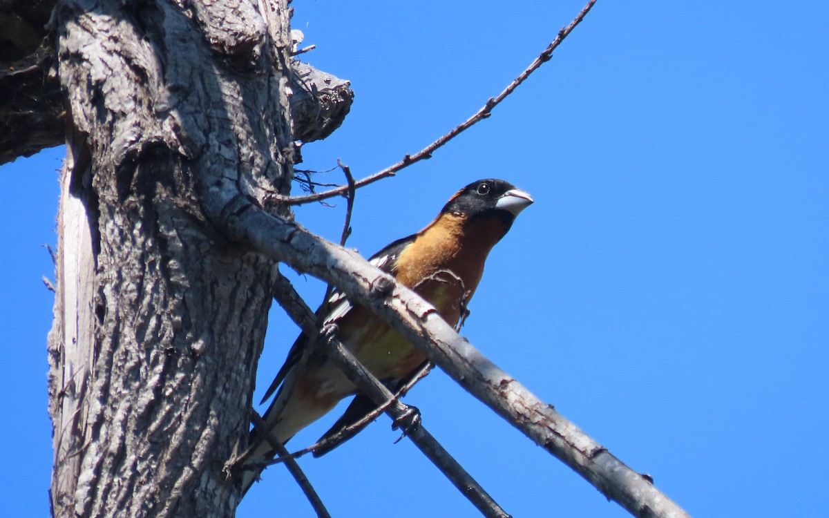 Black-headed Grosbeak - ML643391920