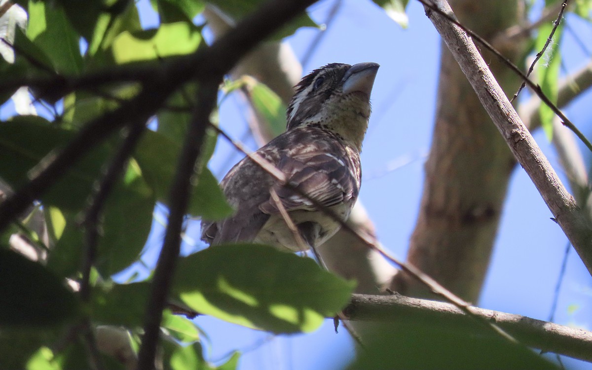 Black-headed Grosbeak - ML643391929