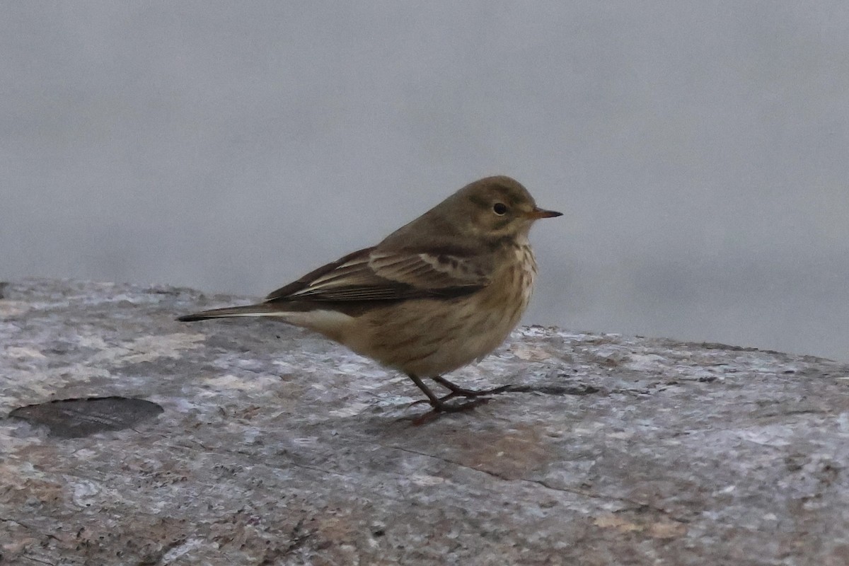 linduška tundrová - ML643391973