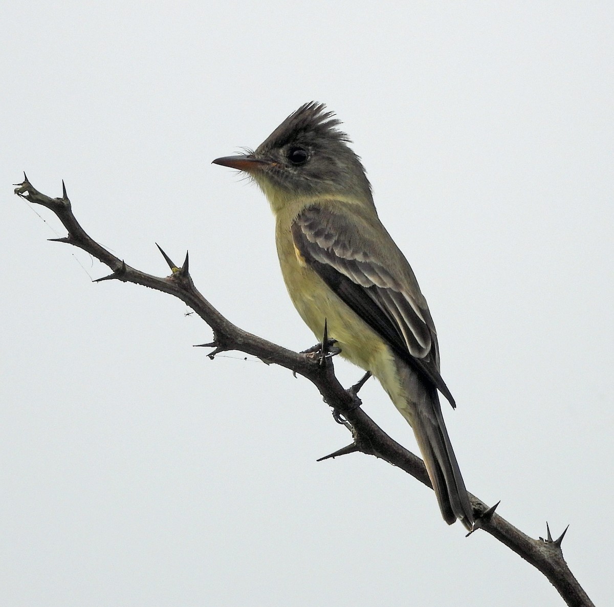 Greater Pewee - ML643391989