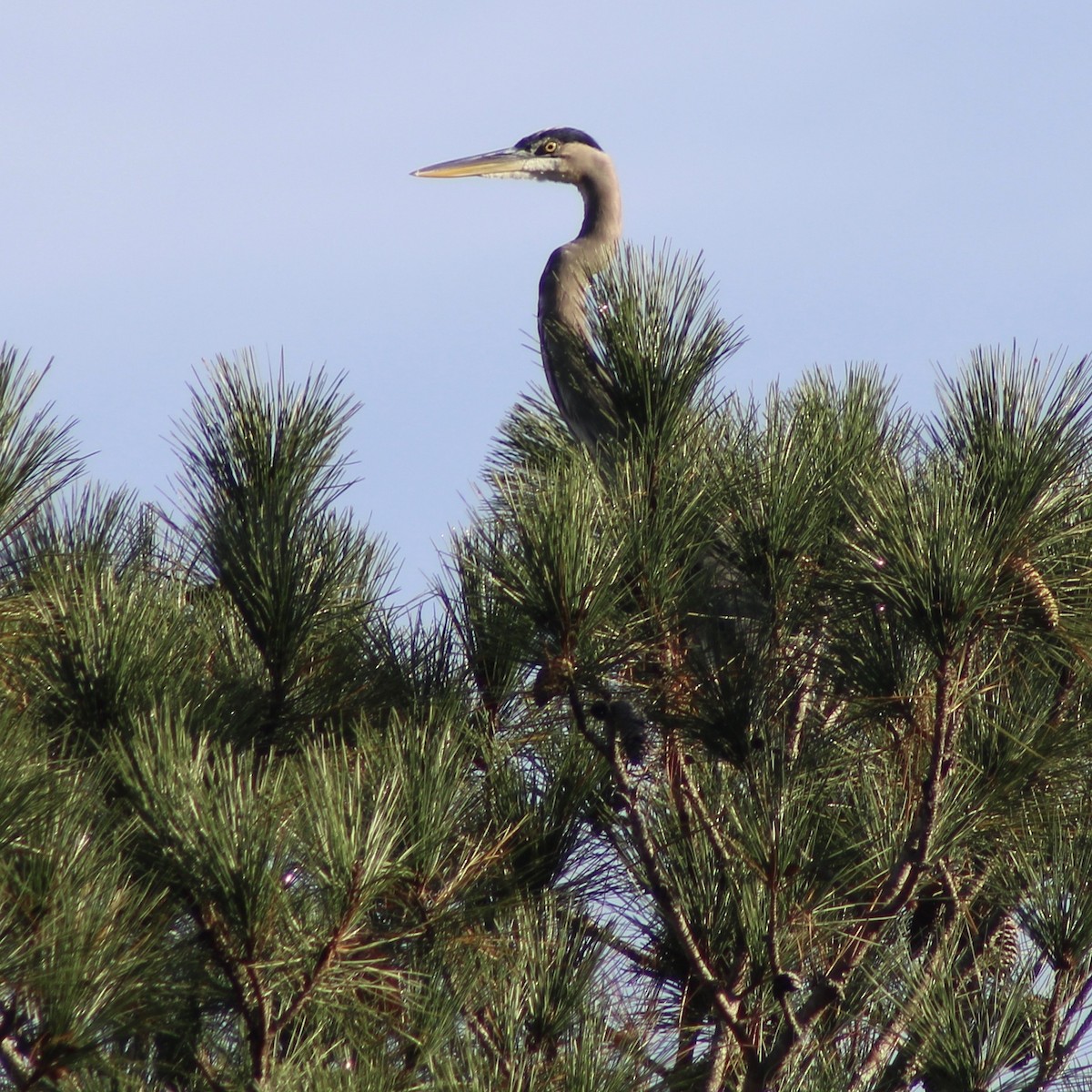 Great Blue Heron - ML643392002