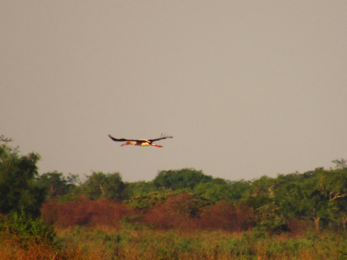 Maguari Stork - ML643392005