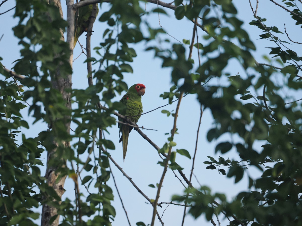 Red-masked Parakeet - ML643392011