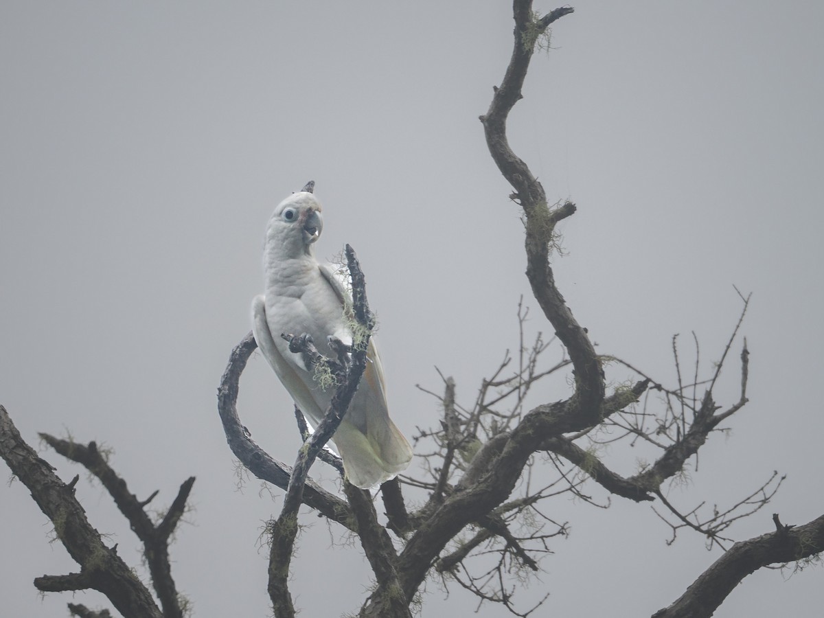 Tanimbar Corella - ML643392029