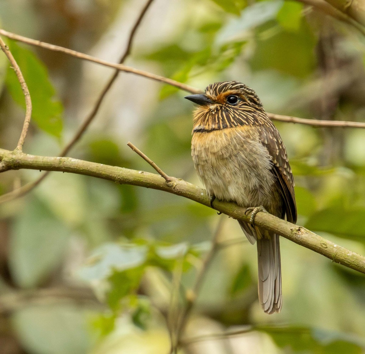 Crescent-chested Puffbird - ML643392030