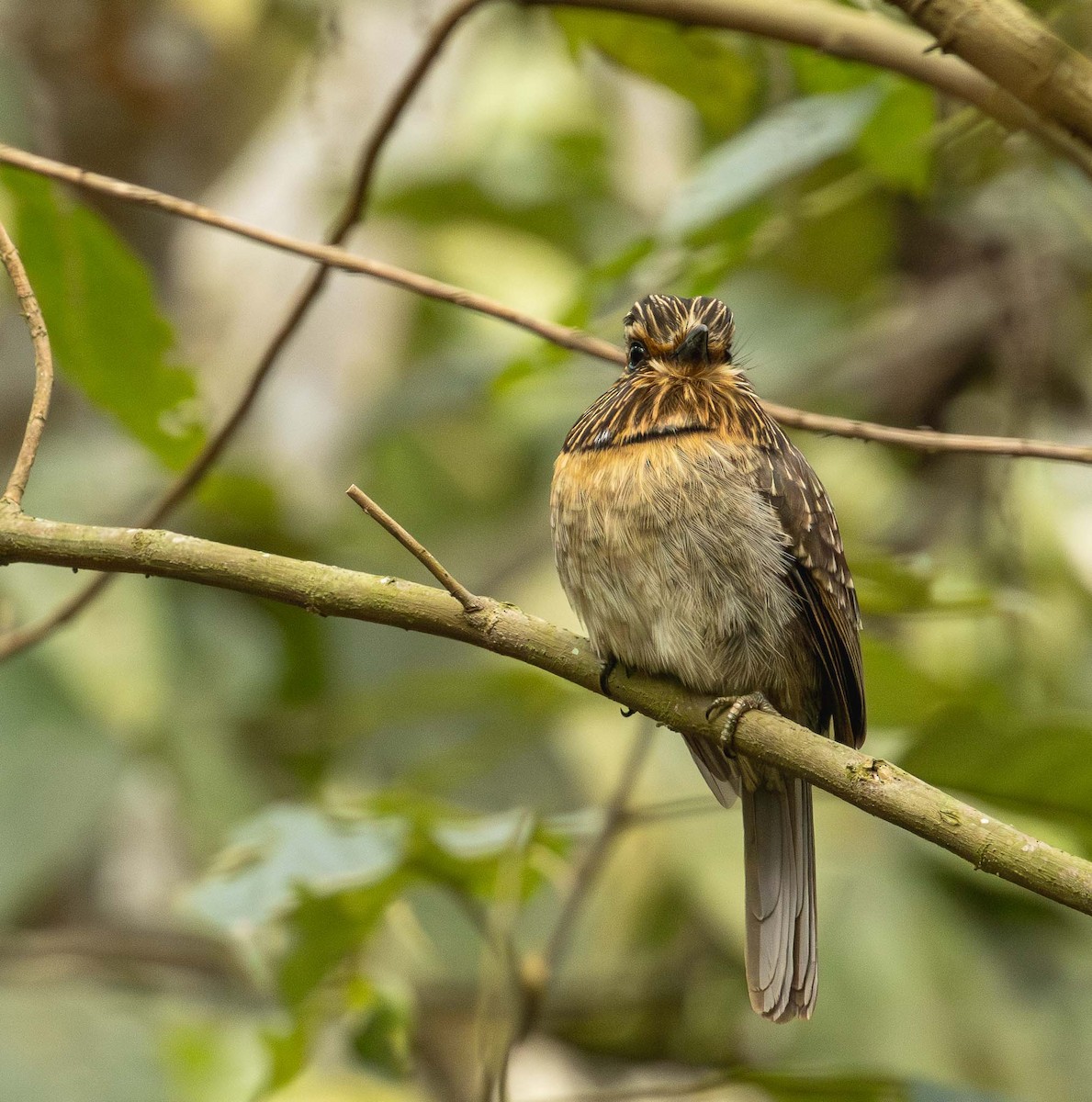 Crescent-chested Puffbird - ML643392031