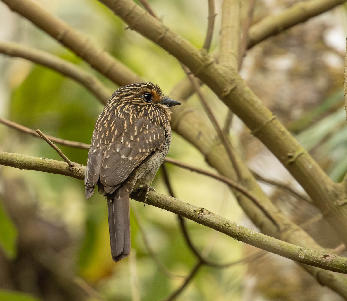 Crescent-chested Puffbird - ML643392032