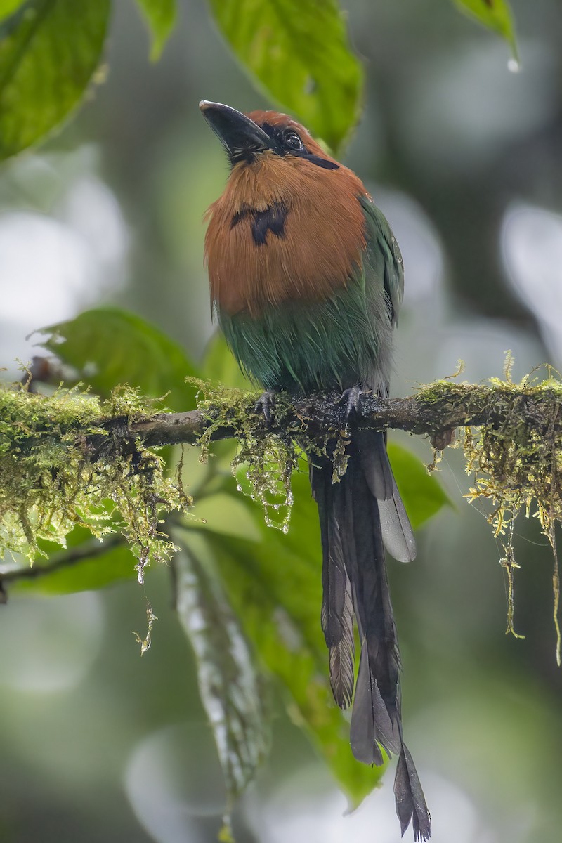 Broad-billed Motmot - ML643392033