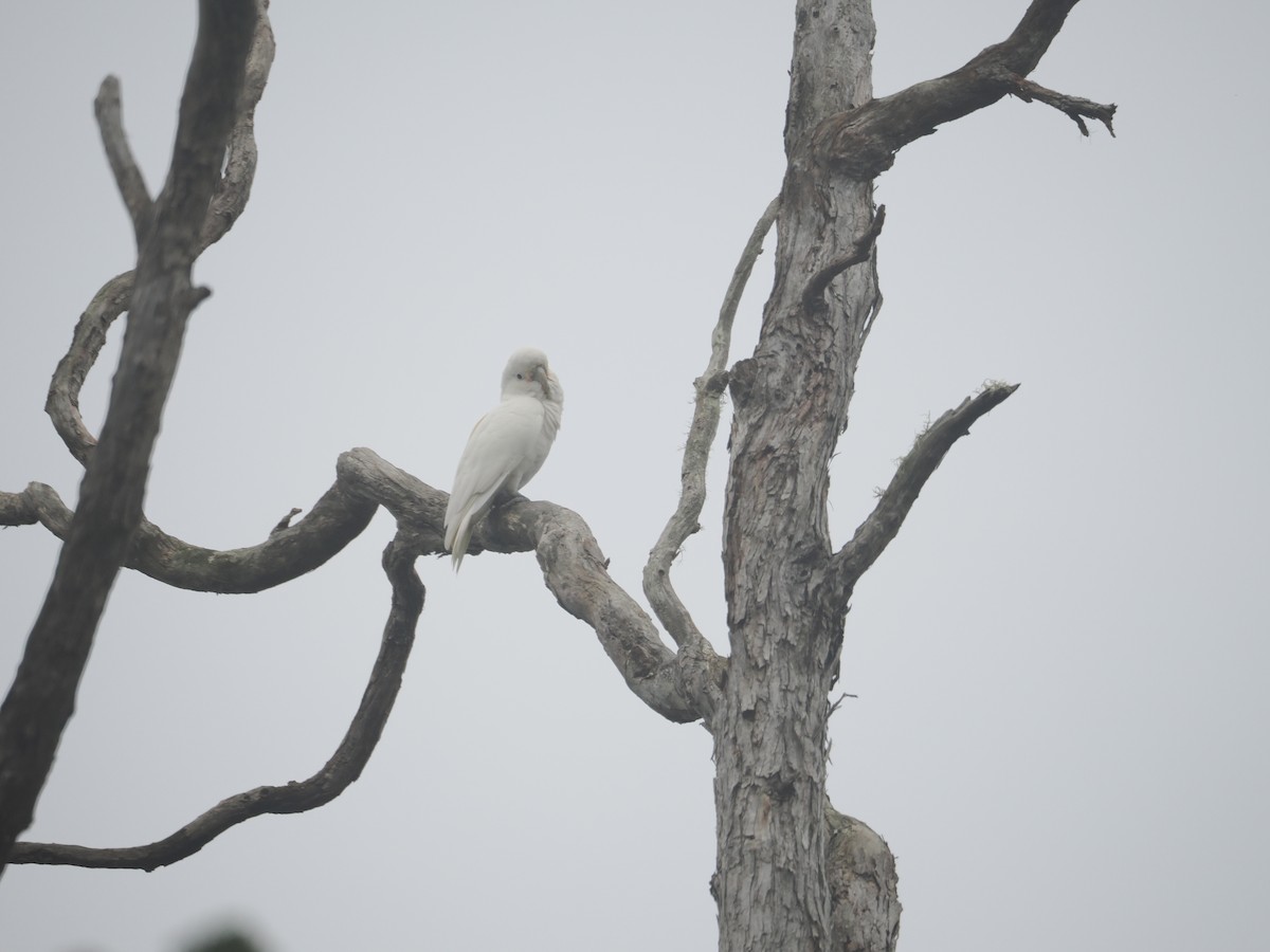 Tanimbar Corella - ML643392035