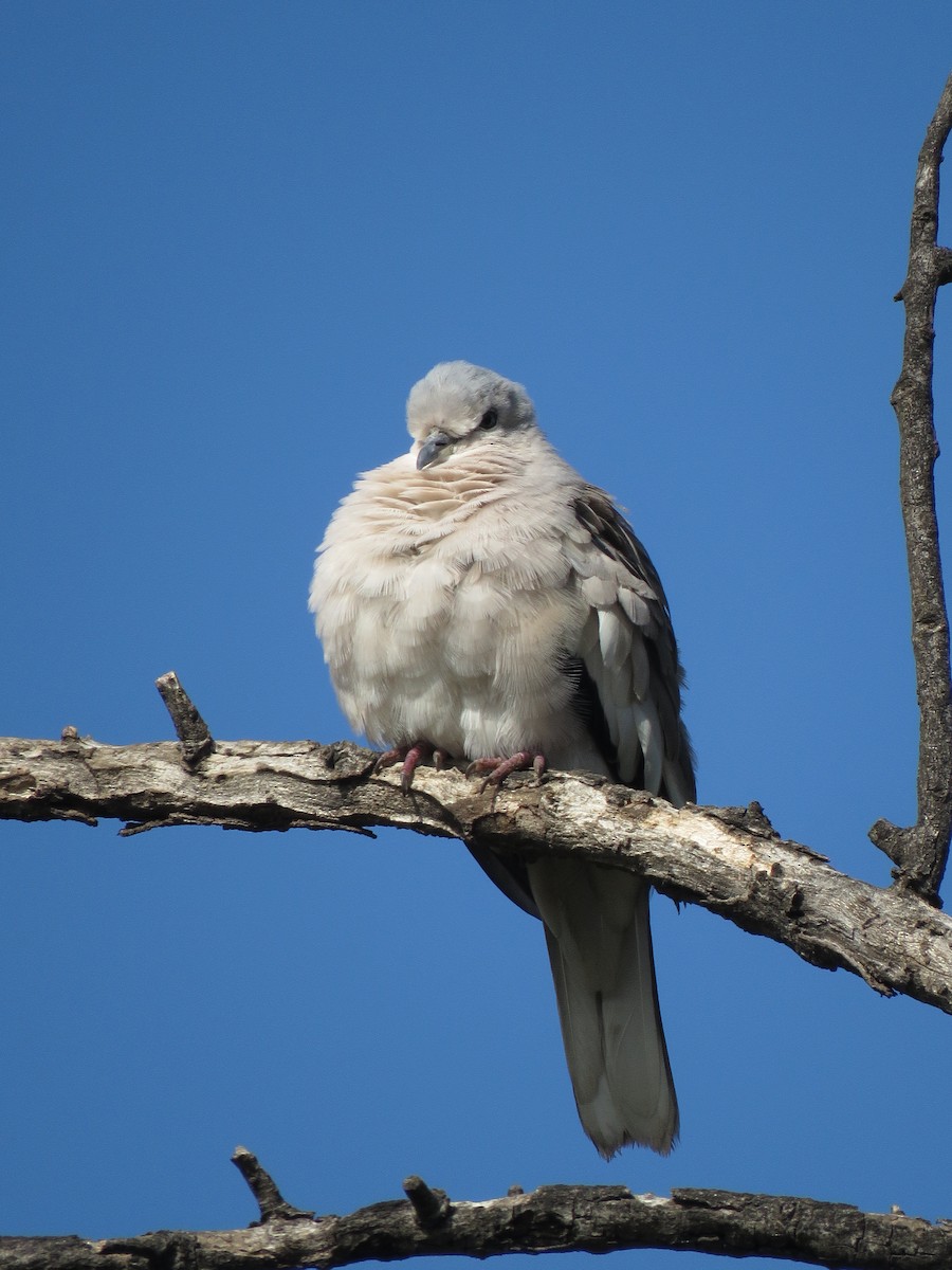 Picui Ground Dove - ML643392045