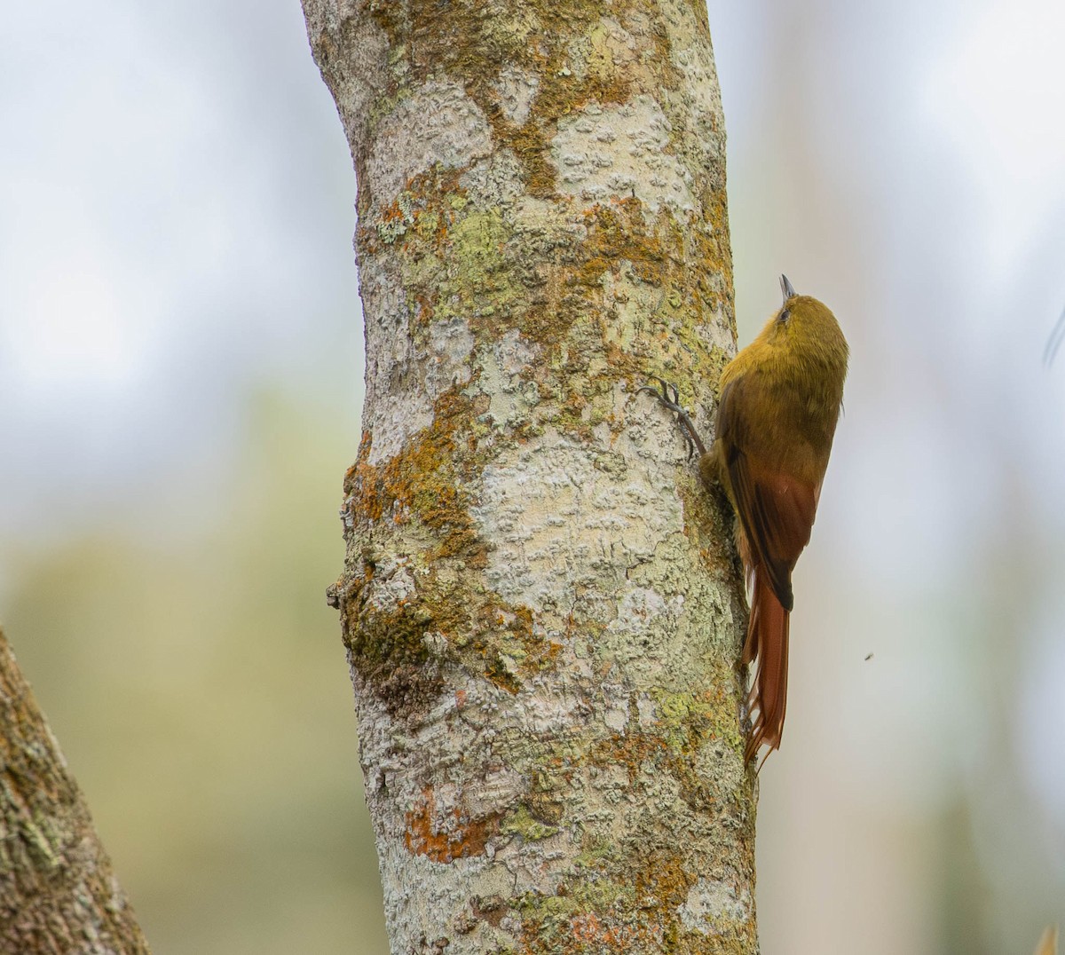 Olivaceous Woodcreeper - ML643392048