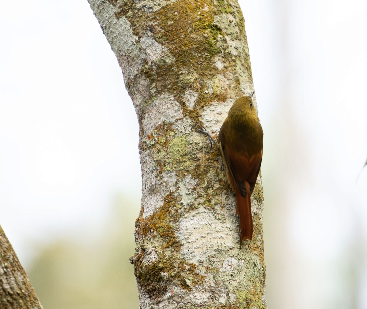 Olivaceous Woodcreeper - ML643392049