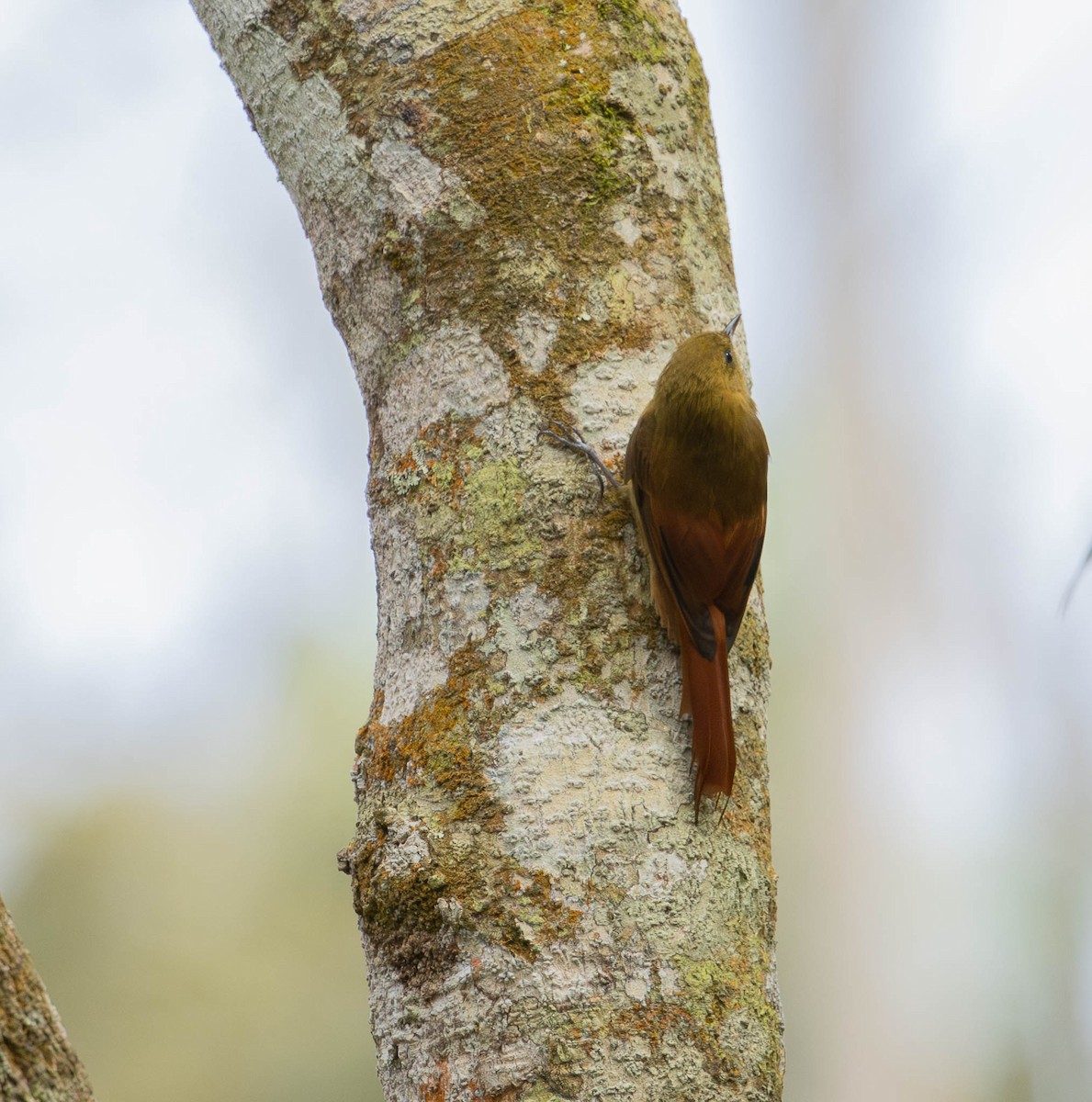 Olivaceous Woodcreeper - ML643392050