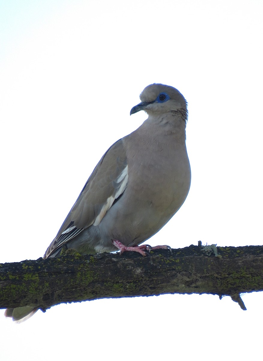 West Peruvian Dove - ML643392063