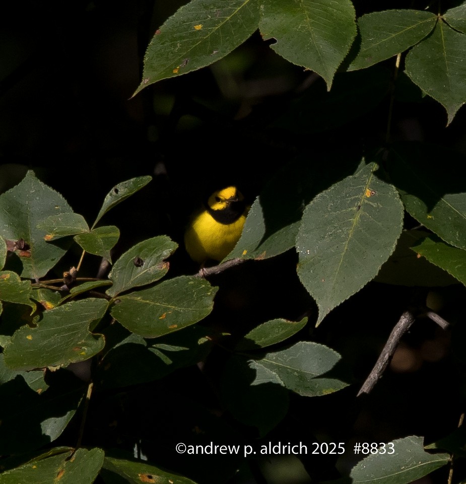 Hooded Warbler - ML643392098