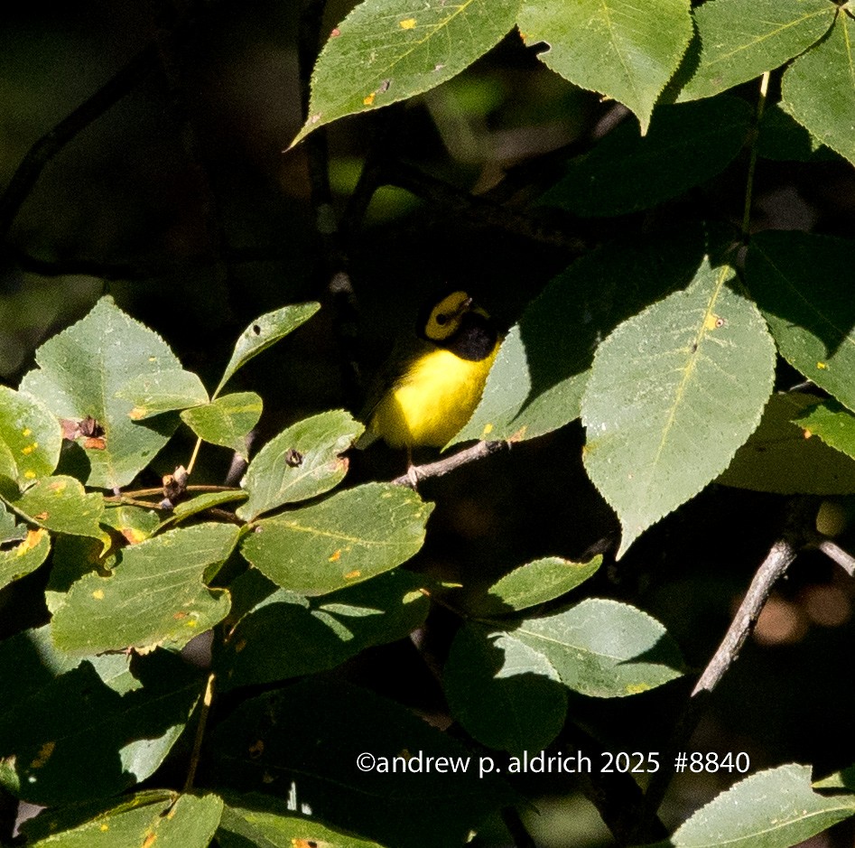 Hooded Warbler - ML643392099