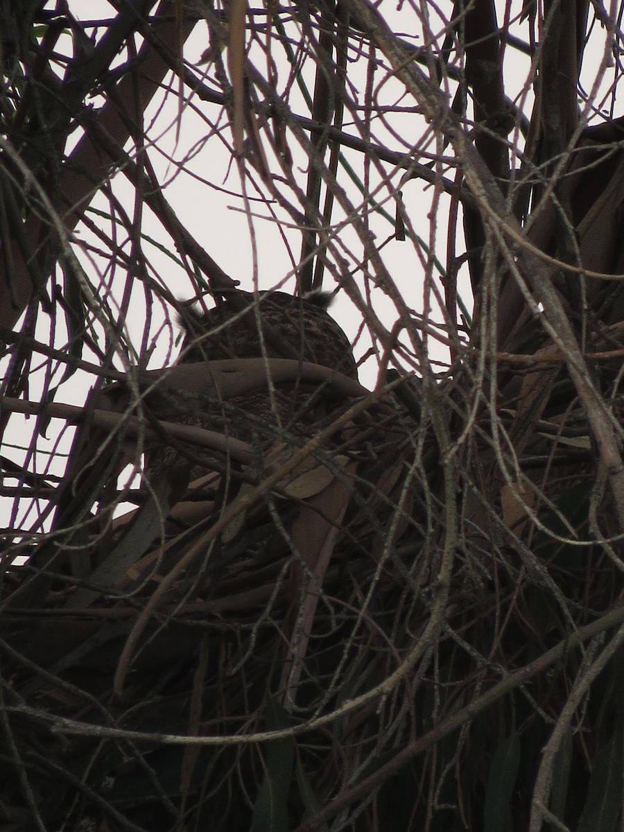 Lesser Horned Owl - ML643392107