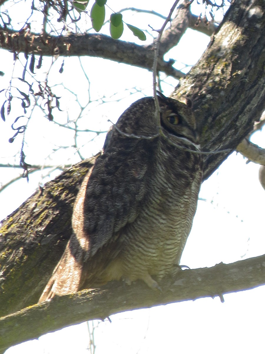 Lesser Horned Owl - ML643392108