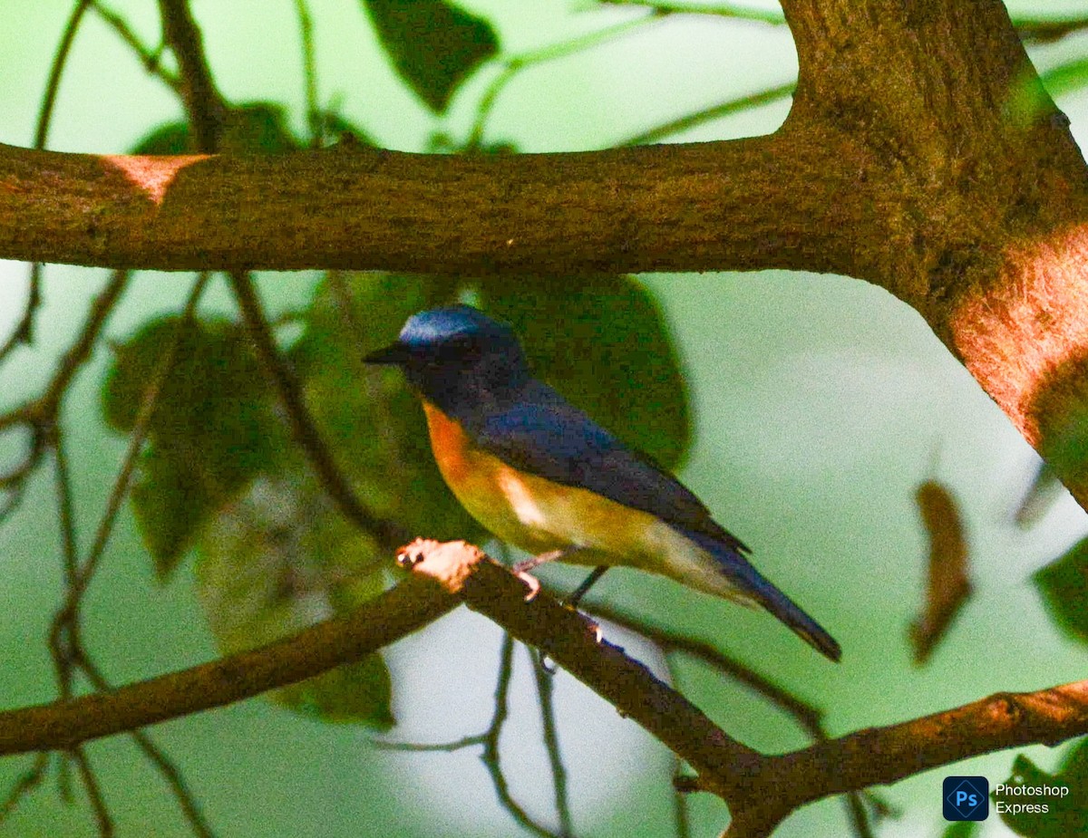 Blue-throated Flycatcher - ML643392116