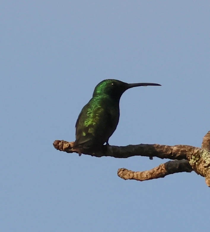 Black-throated Mango - ML643392130