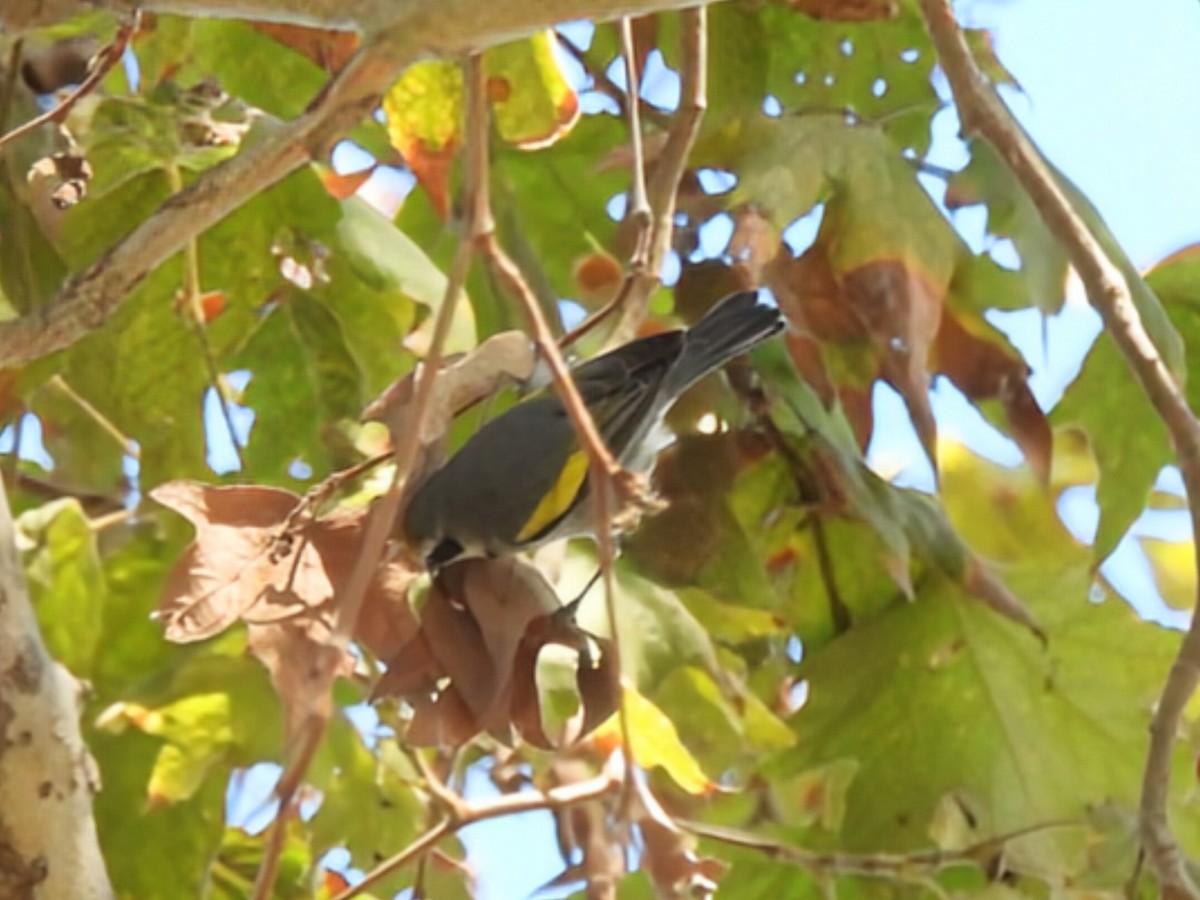 Golden-winged Warbler - ML643392150