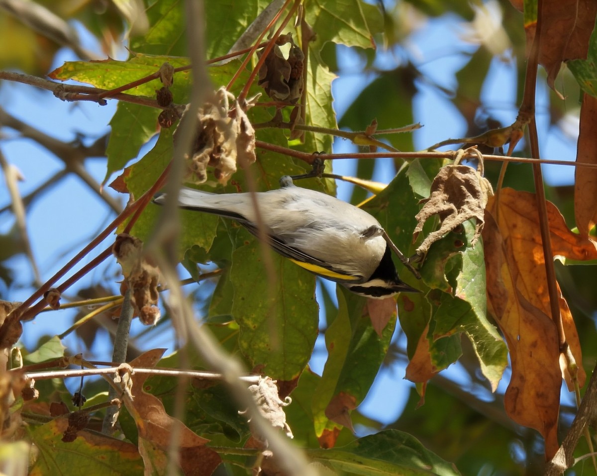 Golden-winged Warbler - ML643392153