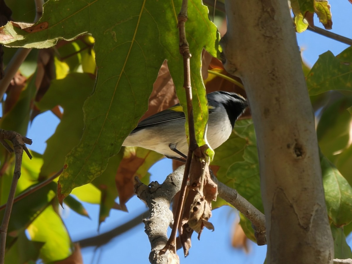 Golden-winged Warbler - ML643392154