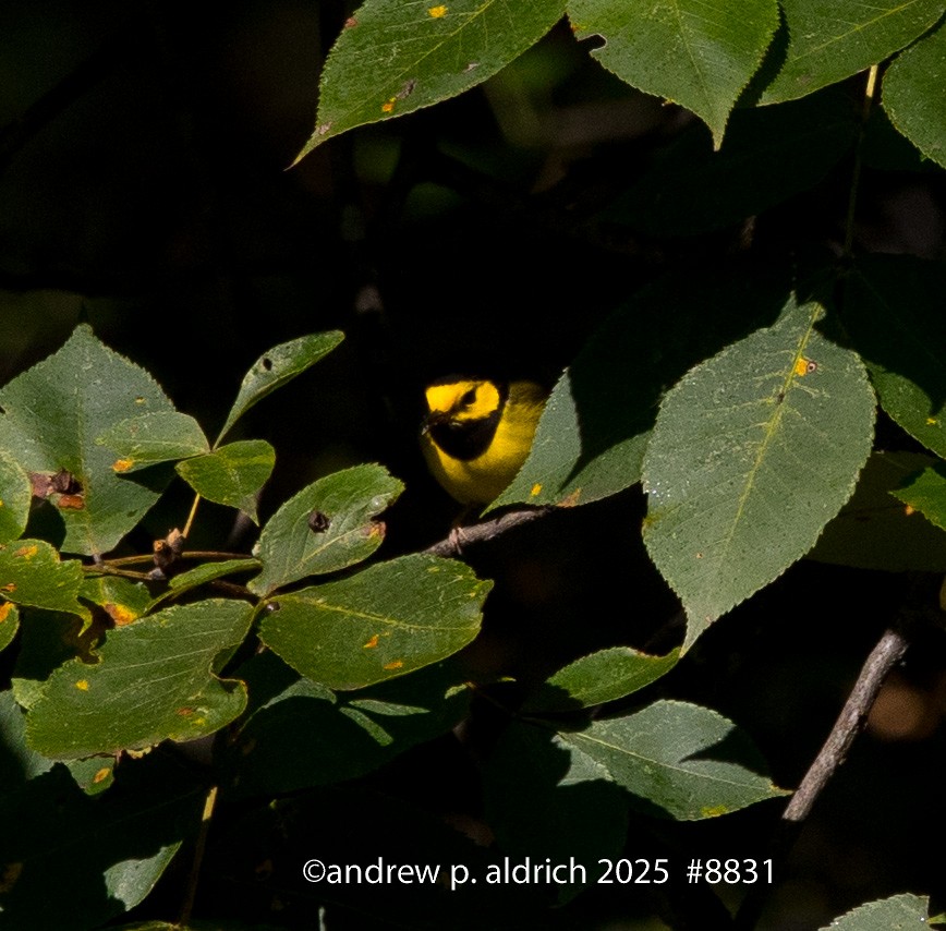 Hooded Warbler - ML643392175