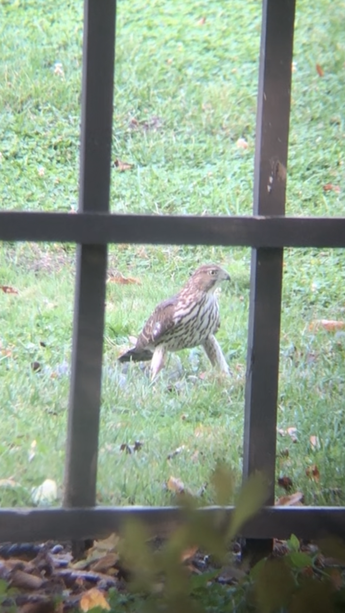 Cooper's Hawk - ML643392184