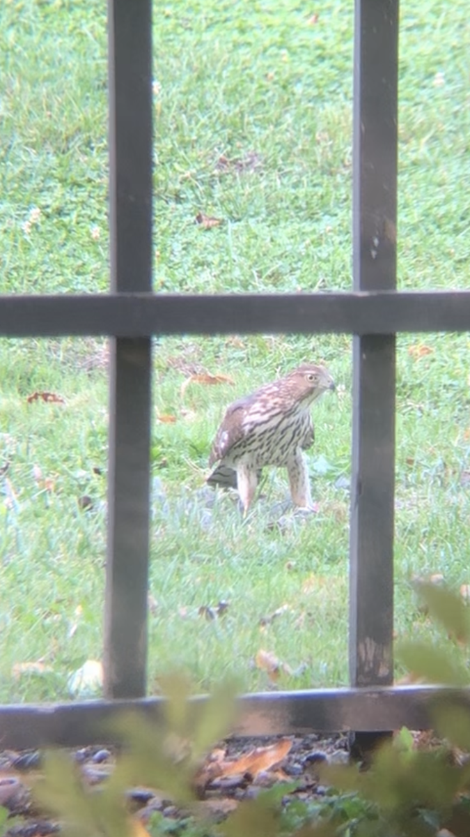 Cooper's Hawk - ML643392185