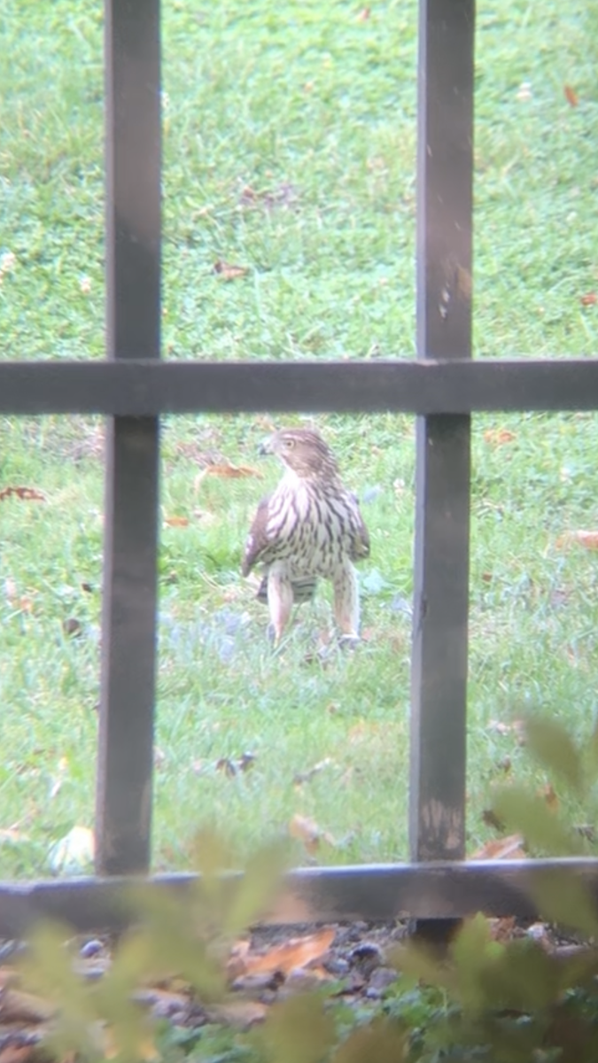 Cooper's Hawk - ML643392186