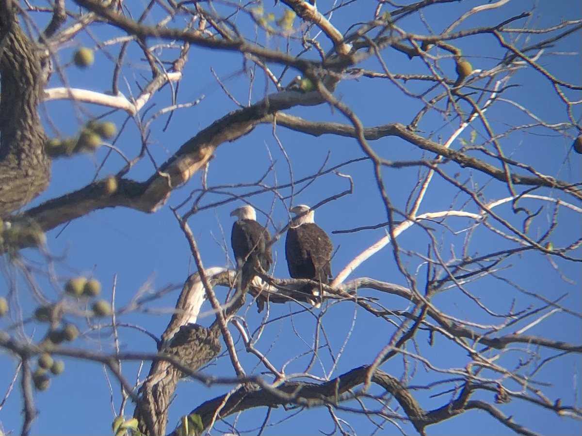 Bald Eagle - ML643392202