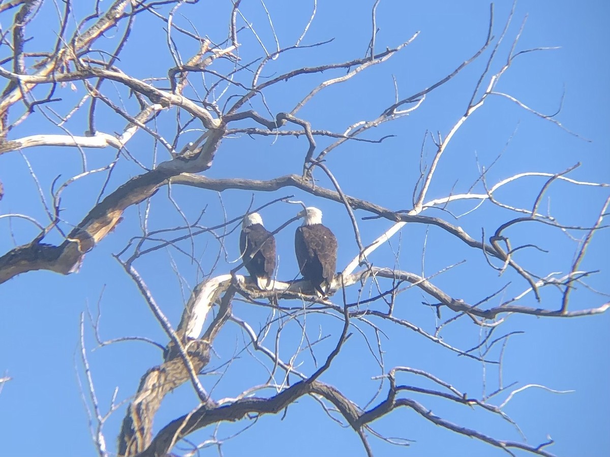 Bald Eagle - ML643392203