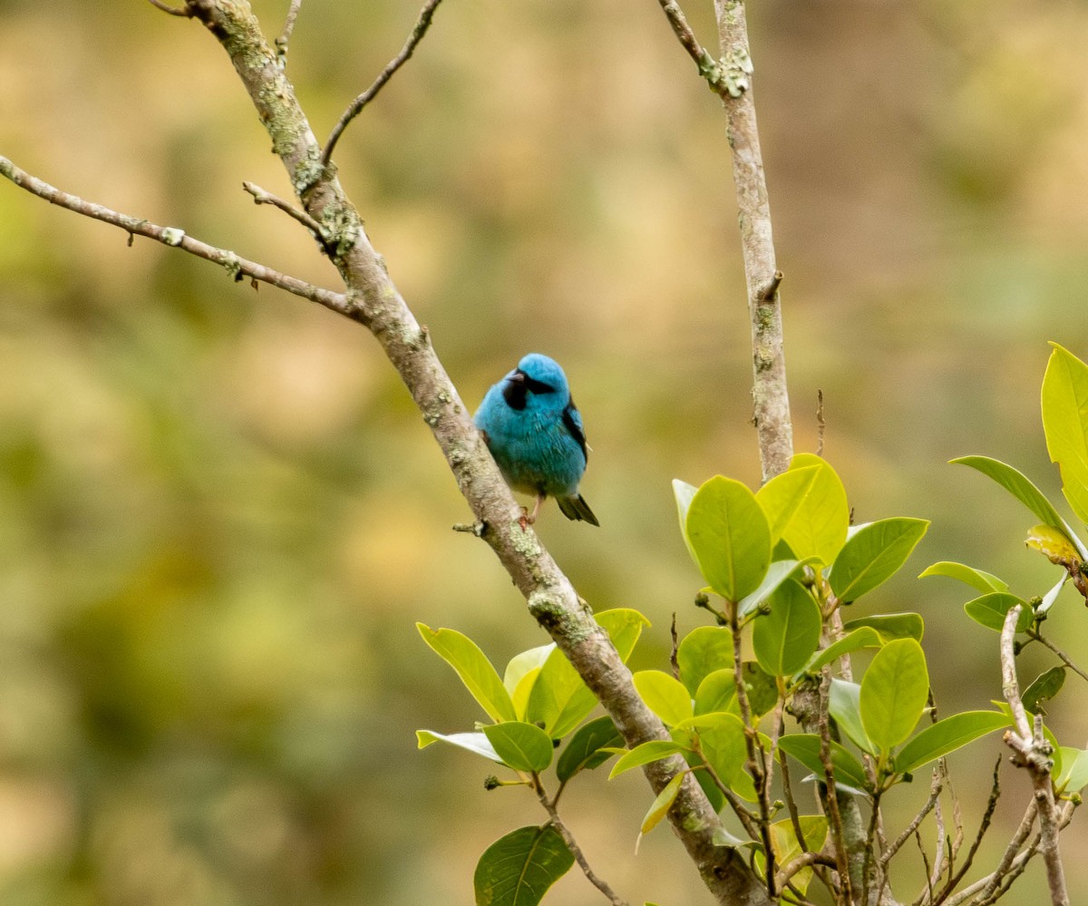Blue Dacnis - ML643392207