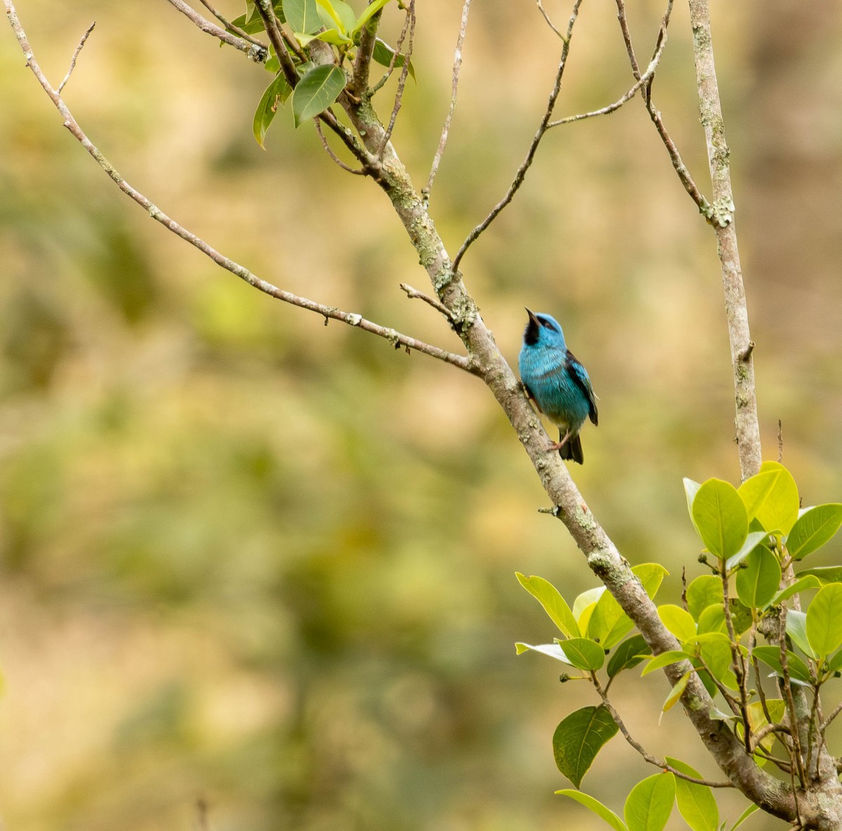 Blue Dacnis - ML643392208