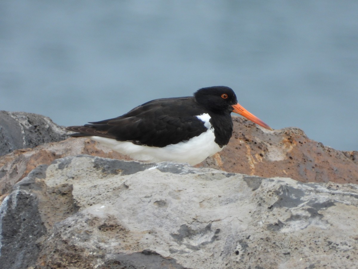 Pied Oystercatcher - ML643392210