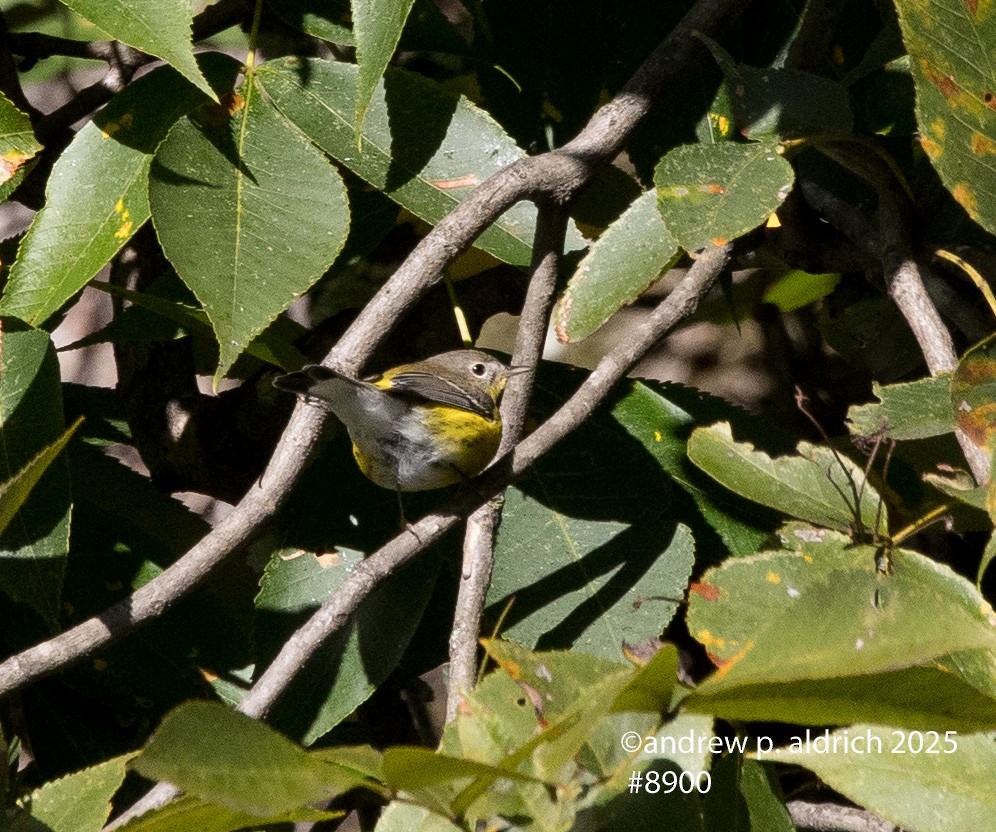 Magnolia Warbler - ML643392211
