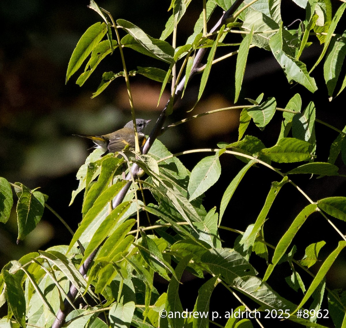 American Redstart - ML643392212
