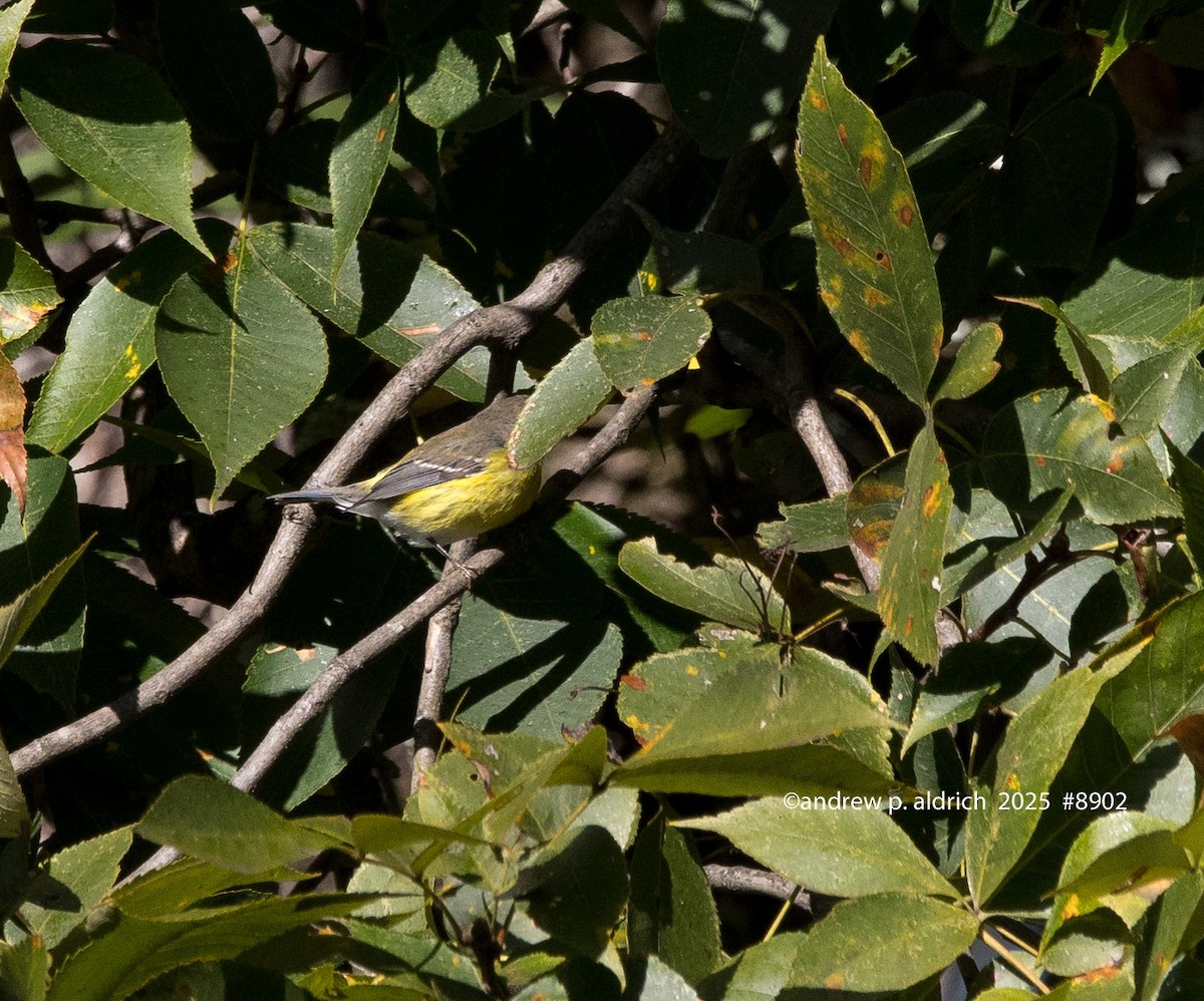 Magnolia Warbler - ML643392213