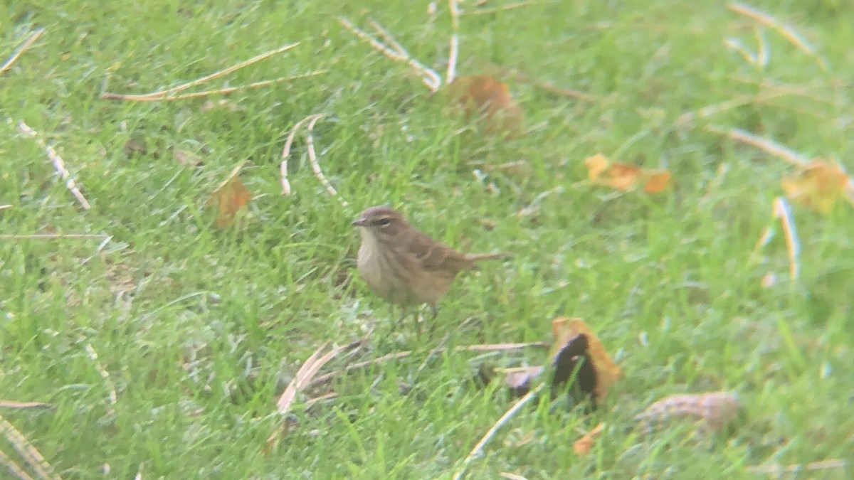 Palm Warbler - ML643392214