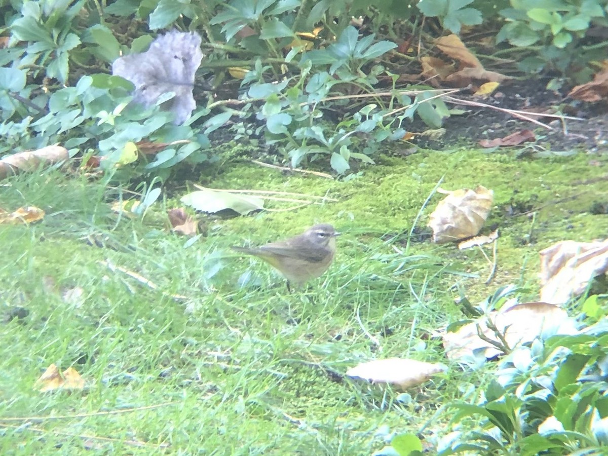 Palm Warbler - ML643392215